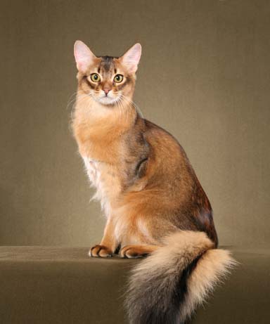 Сомалийская