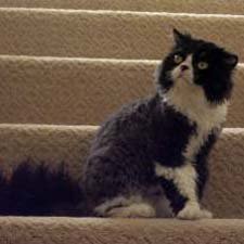 Селкирк Рекс