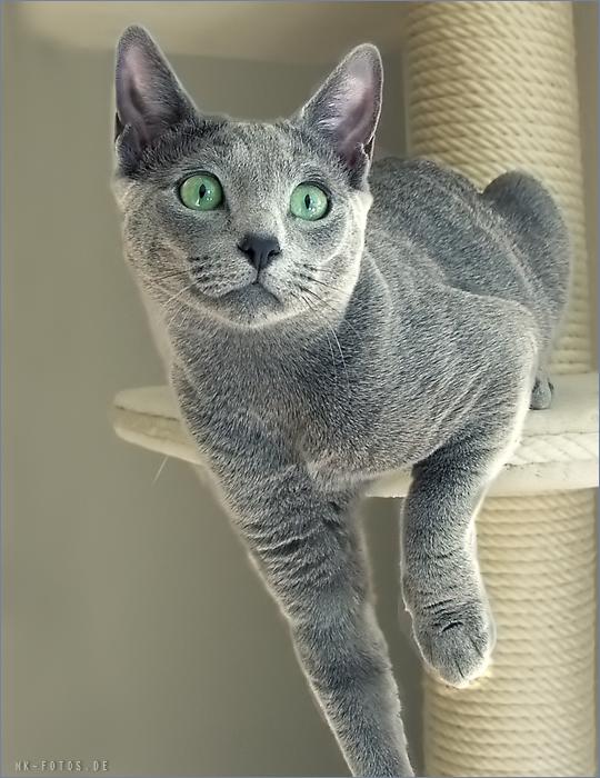 Русская голубая