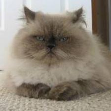 Персидския