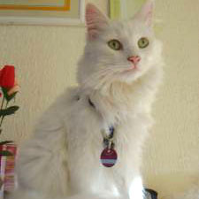 Норвежская лесная