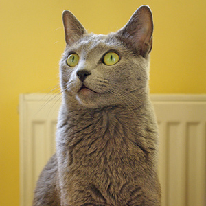 Как рассчитать Возраст кошек Как рассчитать Возраст кошек