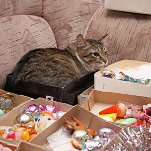 15 Опасностей подстерегающих кошку в быту