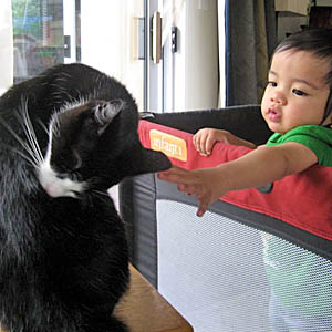 Топ лучших пород кошек для детей