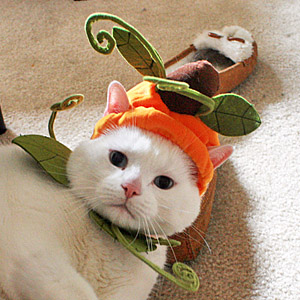 Во сколько обойдется Кот?