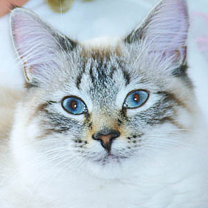 Выбор имени для кошки