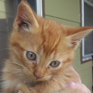 На что нужно обратить внимание при выборе котенка?