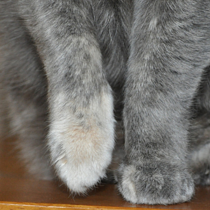 Почему кошки месят лапами?