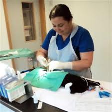 Кастрация или стерилизация?