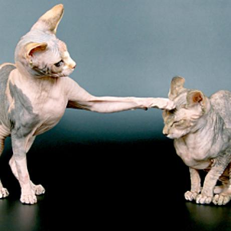 Лучшие гипоаллергенные породы кошек для людей с аллергией