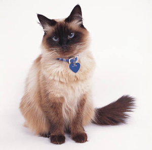 Зоонозные болезни: Чем я могу заразиться от своей кошки?