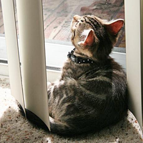 Топ пород кошек, для содержания в городских квартирах.