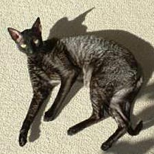 Корниш-рекс