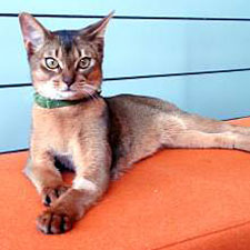 Абиссинская