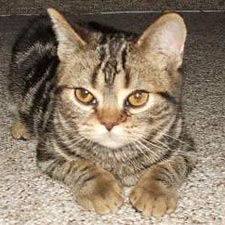 Американские короткошерстные