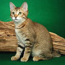 Американский бобтейл