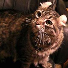 Американский керл