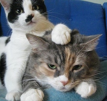 Кошкам выставили счет за проживание в приюте