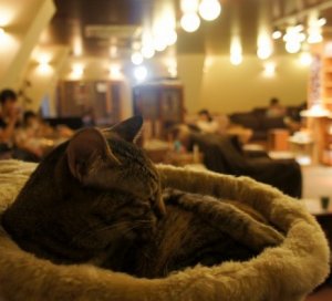 «Кошачье кафе» в Вене