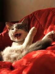 Повадки в поведение животного. Кошки.