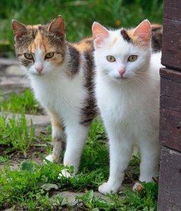 Как подружить двух кошек?