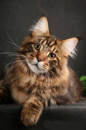 Сколько может стоить котенок мейн-кун?