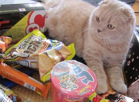 Корм для шотландского вислоухого котенка – сделай правильный выбор!