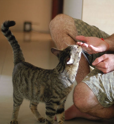 Забота о кошке. Чем следует руководствоваться при выборе корма