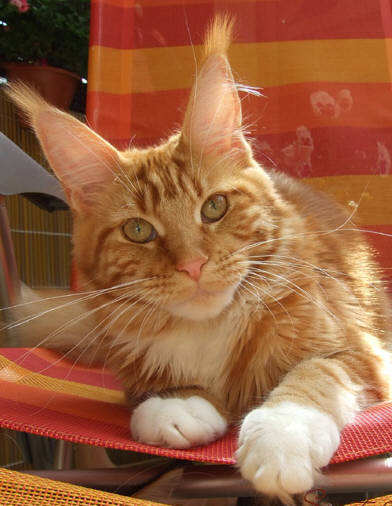 Общая информация о породе мейн кун.