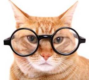 Кошка психолог.