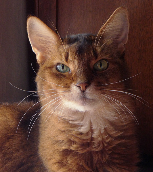 Совершенно секретные советы, которые побудят вашу кошку позировать перед фотокамерой