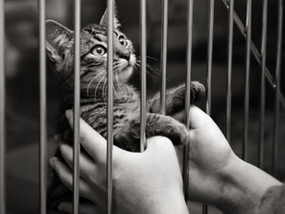 ПРИЮТЫ ДЛЯ КОШЕК