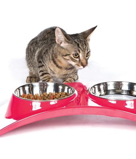 Рекомендации по выбору миски для кошки