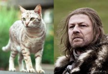 Кошки и сериал "Игры престолов"