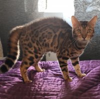 Бенгальская кошка